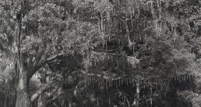 Icicles and Spanish Moss